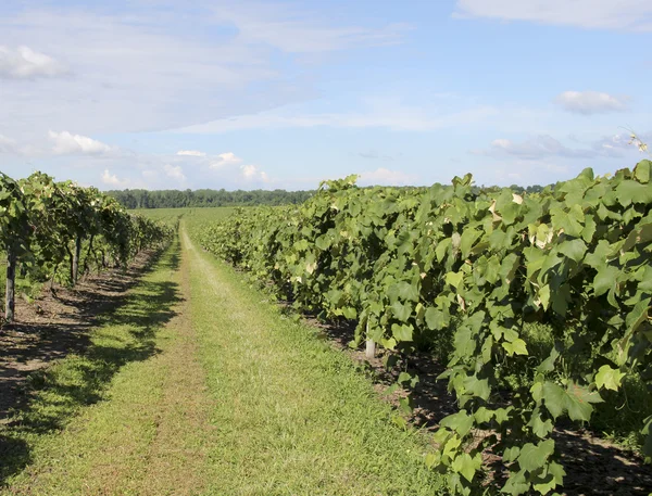 Viñedo de uva de Norteamérica — Foto de Stock