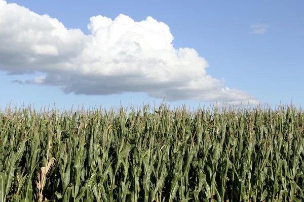 Campo de milho com fundo azul céu — Fotografia de Stock