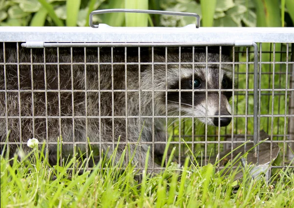 Tvättbjörn fångas i en levande fälla — Stockfoto