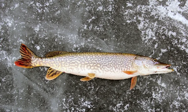 Kuzey Pike Balıkçılık buz — Stok fotoğraf