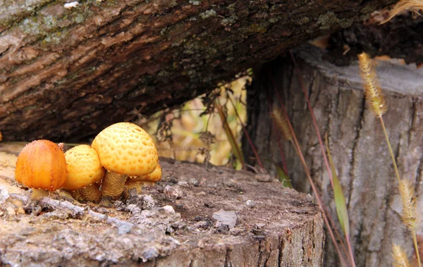 Funghi selvatici su un tronco nella foresta — Foto Stock