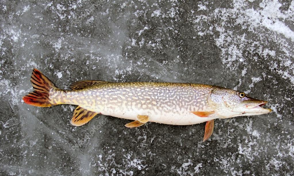 Northern Pike Ice Fishing — Stock Photo © dcwcreations #86785434