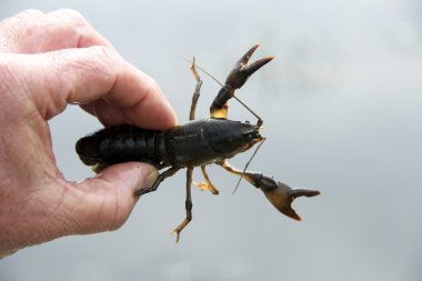 Freshwater Crayfish close up clipart