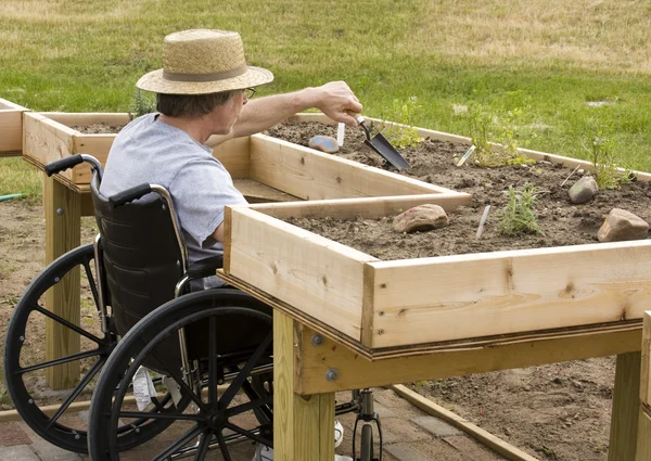 Giardiniere sedia a rotelle in un giardino rialzato — Foto Stock