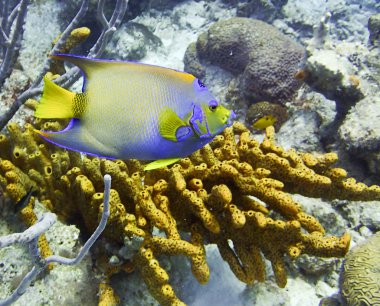 Kraliçe Angel tropikal balık