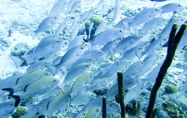 Escuela de peces tropicales — Foto de Stock