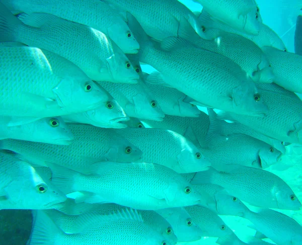 Escuela de peces tropicales — Foto de Stock