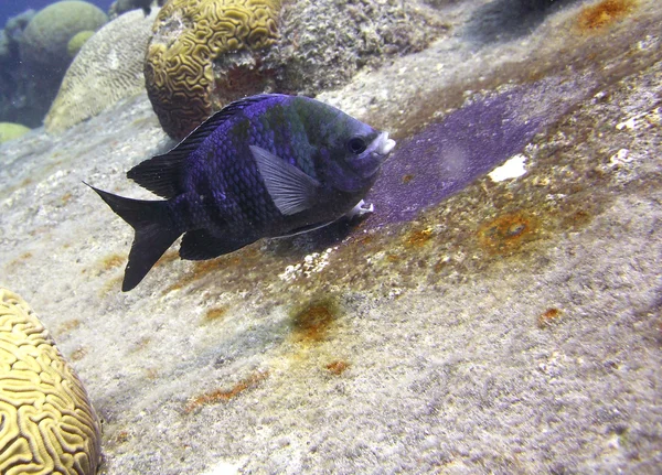 Sargent Major peces tropicales — Foto de Stock