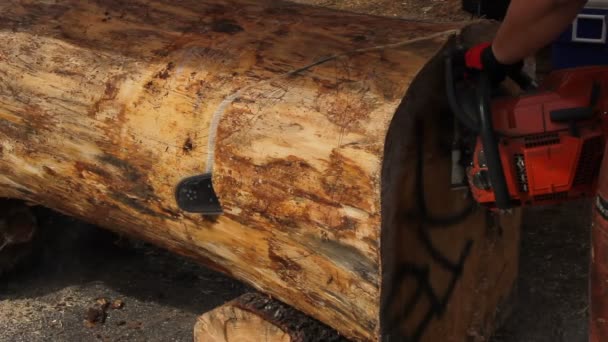 Schnitzen mit der Kettensäge auf einem Baumstamm — Stockvideo