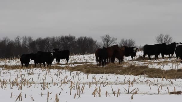 Black Angus dobytek a koně — Stock video