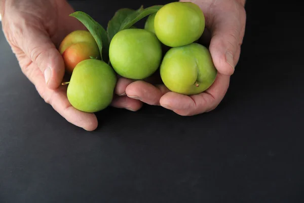 Man holds plums closeup — Stock Photo, Image