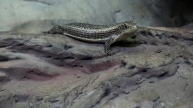 Gerrhosaurus - vivaryum sürüngenler için kaplama kertenkele