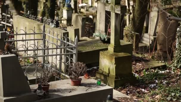 Tumbas en el cementerio de Lychakiv en Lviv, Ucrania — Vídeos de Stock