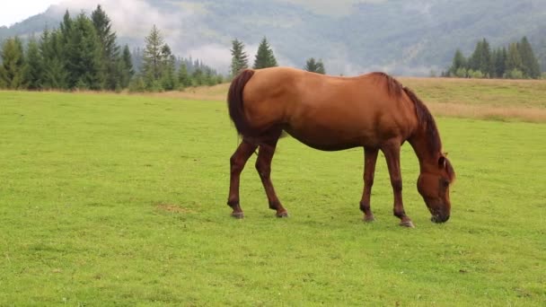 Pastoreo de caballos en pastizales — Vídeos de Stock