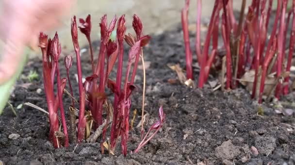 Woman digs up the soil — Stock Video