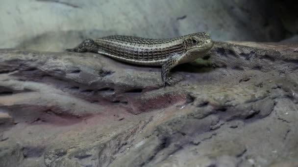 Gerrhosaurus - plated lizard in vivarium for reptiles — Stock Video