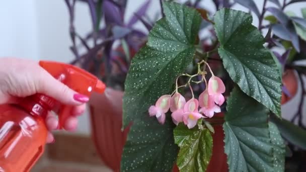 Woman sprays water on flower — Stock Video