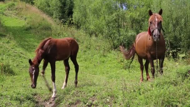 Caballos pastando en pastizales — Vídeo de stock