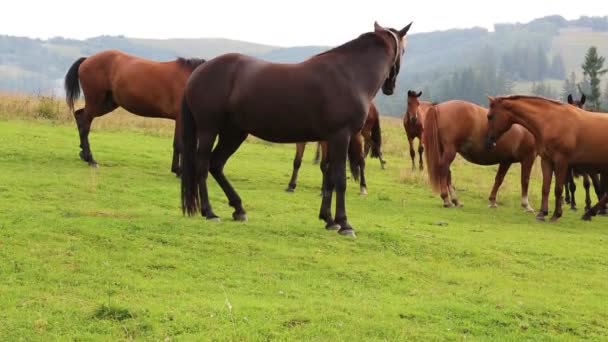 Horses grazing on grassland — Stock Video