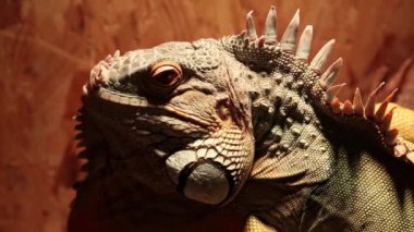 Teraryumdaki yeşil iguana