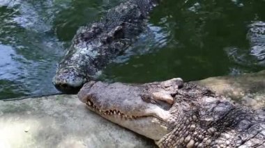 Timsahlar Timsah çiftliği 