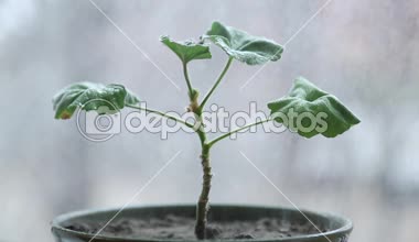 Su damlama yuvarlak yeşil çiçek yaprakları, sonbahar düşer