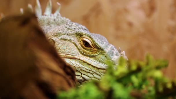 Teraryumdaki yeşil iguana — Stok video