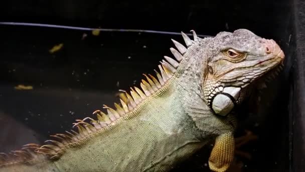 Green iguana in terrarium — Stock Video