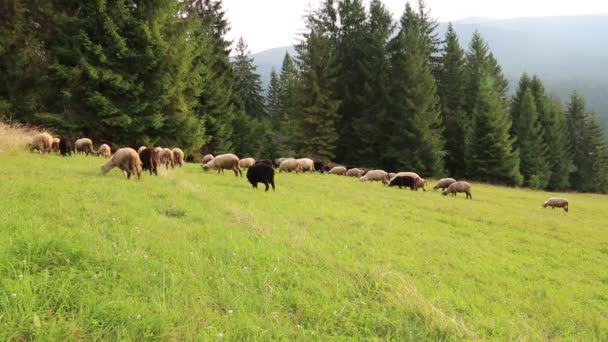 Стадо овец на пастбище — стоковое видео