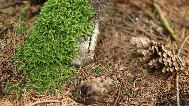 Mousse verte sur l'arbre — Video