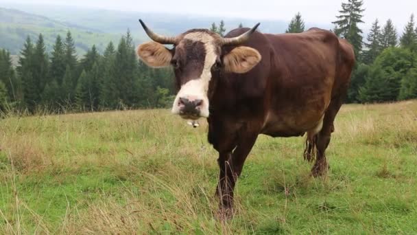 Vaca de granja en el prado — Vídeos de Stock