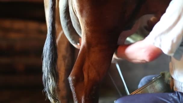 L'homme traite la vache. Jets de flux de lait dans le seau — Video