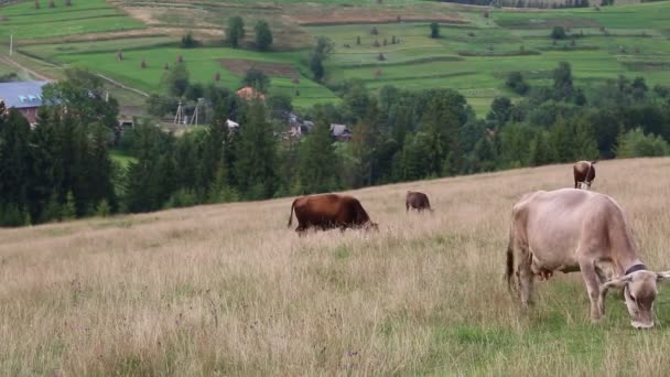 Vacas de granja en el prado — Vídeos de Stock