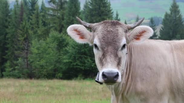 Farm cow on meadow — Stock Video