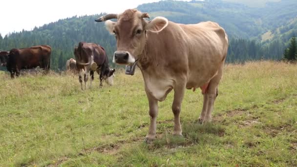 Farm cows on meadow — Stock Video