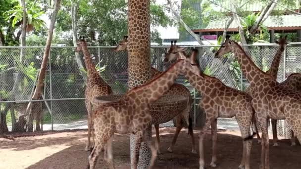 Giraffer i zoologisk trädgård — Stockvideo