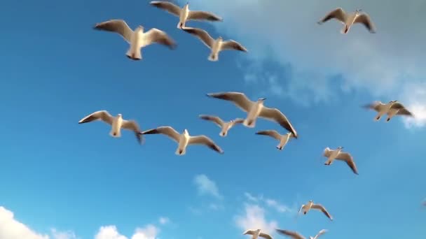 Seagulls hovering above — Stock Video