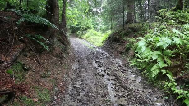 Pequeño arroyo en bosque — Vídeos de Stock