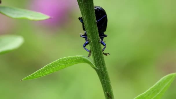 Blue beetle on leaf — Stock Video