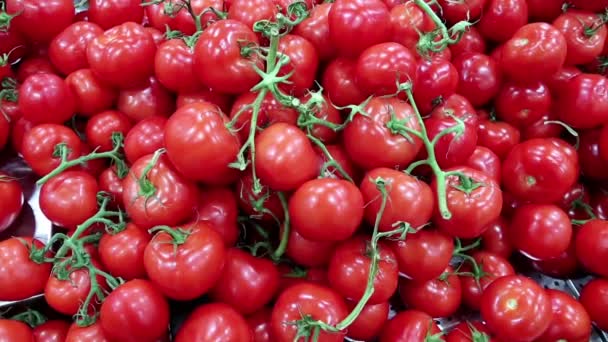 Frische rote Tomaten — Stockvideo