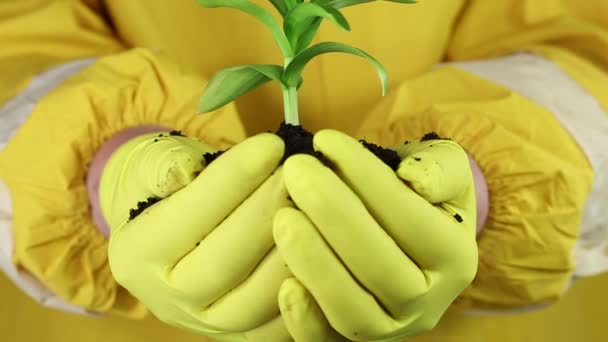 Human hands with green plant. — Stock Video