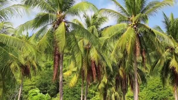 Coqueiros na ilha de Koh Chang — Vídeo de Stock