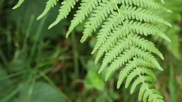 Mosca se sienta en una hoja verde — Vídeo de stock