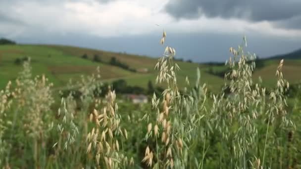 Champ de plantes graminifères — Video