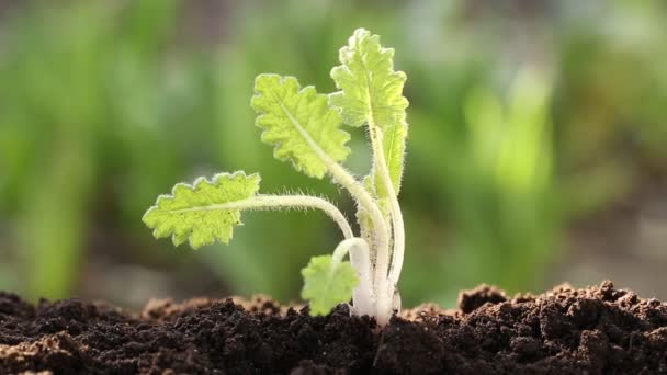 Escavar para fora planta jovem — Vídeo de Stock