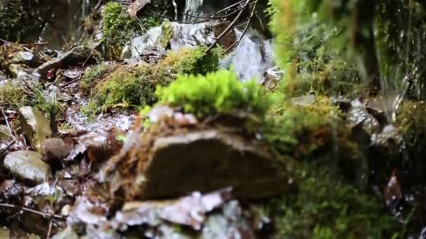 Pequeño arroyo en el bosque — Vídeos de Stock