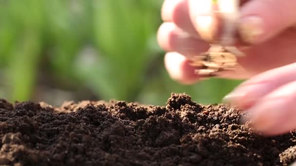 Женщина посадила растение в почву — стоковое видео