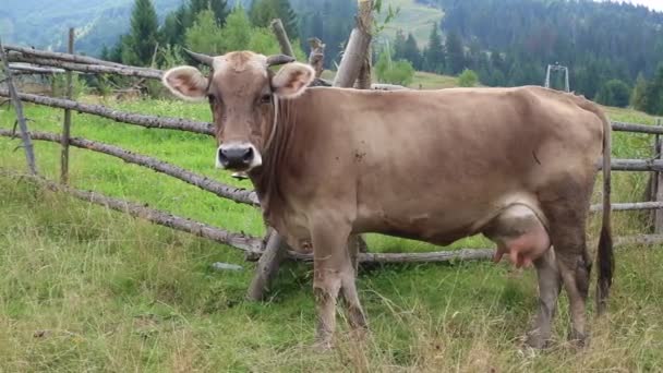 Vaca de granja en el prado — Vídeo de stock