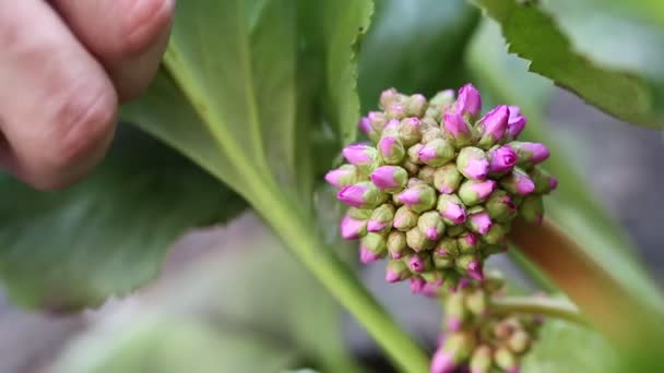 Vrouw sprays water op mooie paarse bloem. — Stockvideo