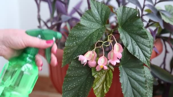 Woman sprays water on purple flowers — Stock Video